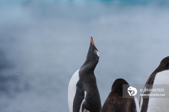 manchot papou antarctique