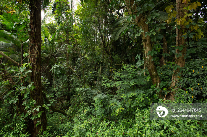 inside the atlantic forest in Brazil