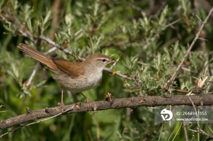 Stunning bird photo. Cetti’s warbler / Cettia cetti