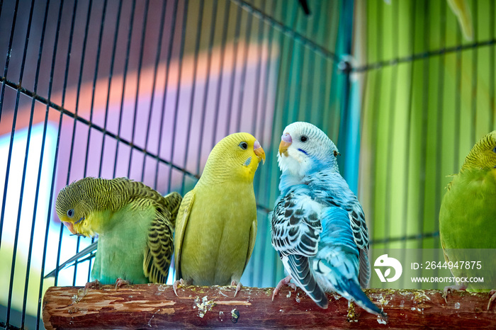 Close up of small caged colorful birds in pet store in morning sun