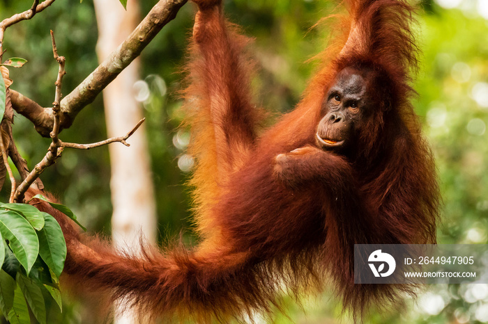 Juvenile Orangutan at Semenggoh in Sarawak, Malaysian Borneo