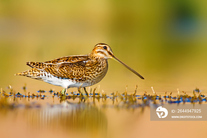 Common Snipe. Colorful nature background. Bird: Common Snipe. Gallinago gallinago.