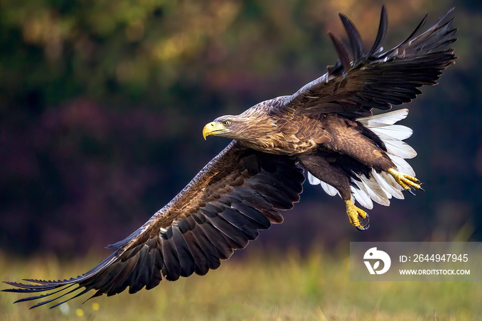 eagle in flight