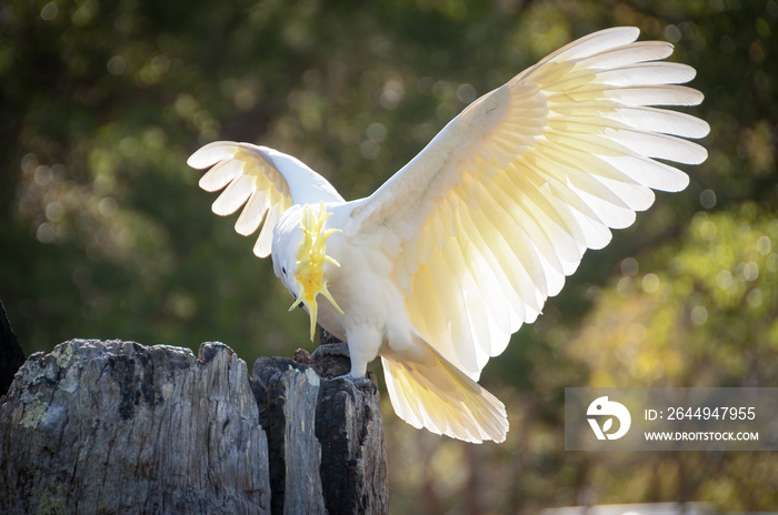 Beautiful sulphur-crested cockatoo showing off its yellow crest and wings