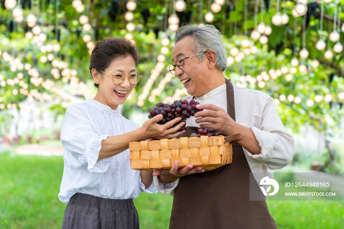 老年夫妻在果园采摘葡萄