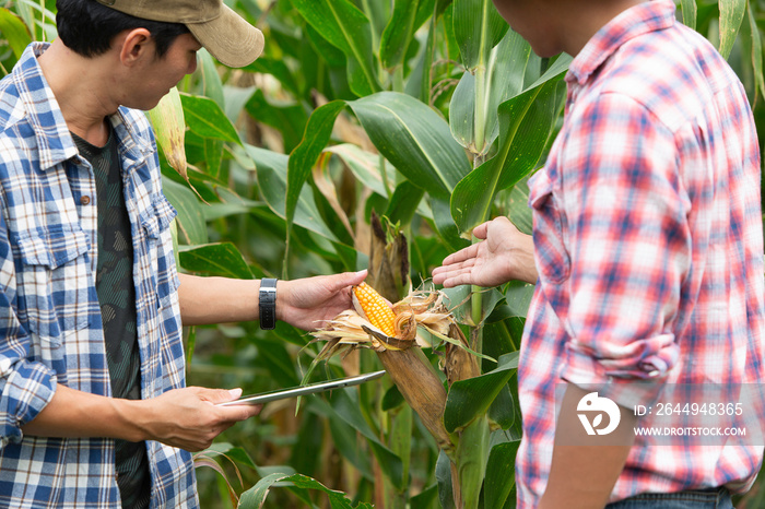 Corn farmers and their customers are reviewing the yield.