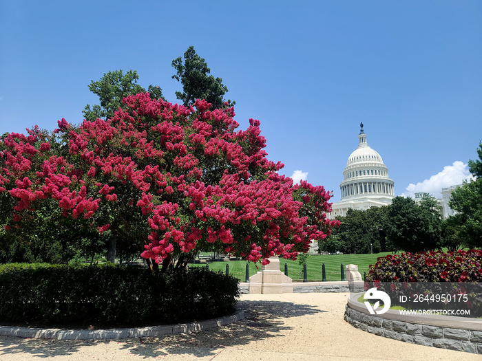 Myrtle Tree on Capitol Hill in Washington DC