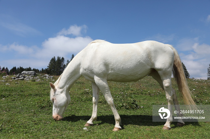 albino white horse grazing