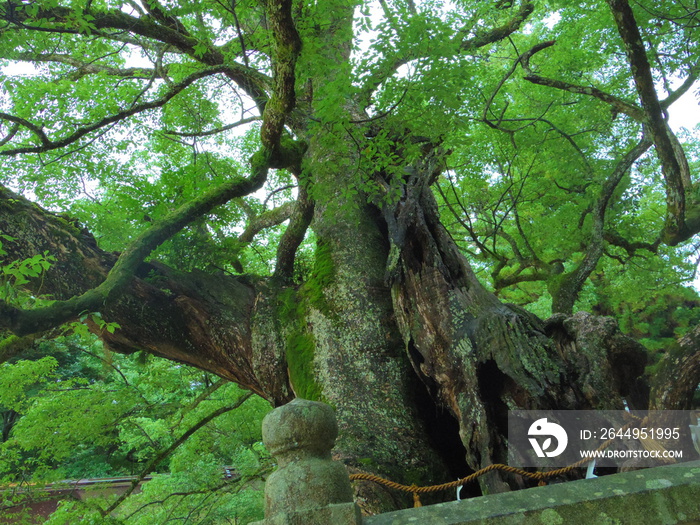 大山祇神社の樹齢2600年のご神木