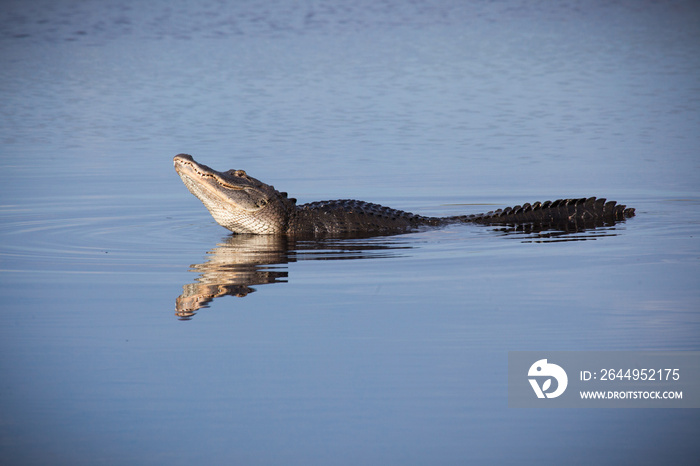 Large bull male alligator yells for a mate