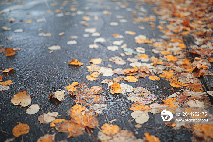 Autumn rain in the park