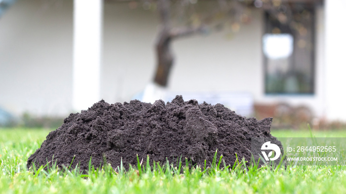 molehills on lawn made by moles population view on sunny day.