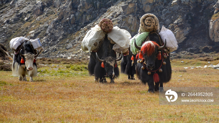 Caravan of yaks carrying heavy load on the way to Lhonak village. Kangchenjunga area, Nepal
