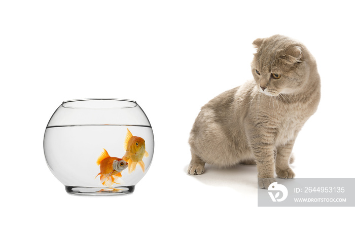 Scottish Fold cat looking at goldfish isolated on white background.