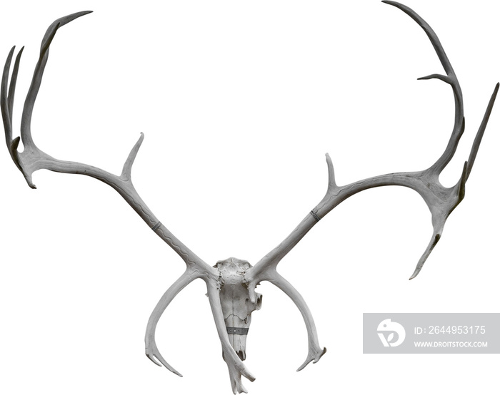 Isolated PNG cutout of a deer skull on a transparent background