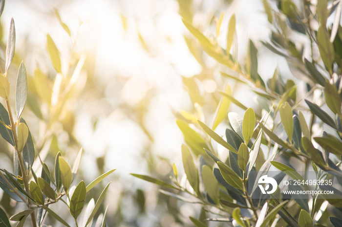 Olive tree leaves