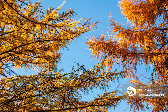 Larch tree. Coniferous trees in autumn