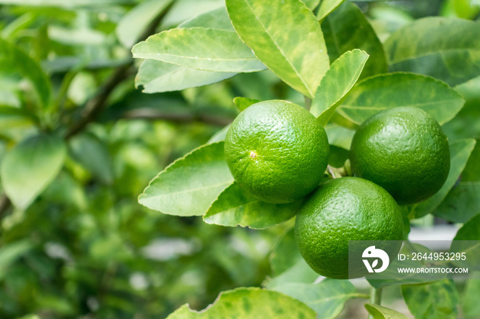 Green lime on a tree