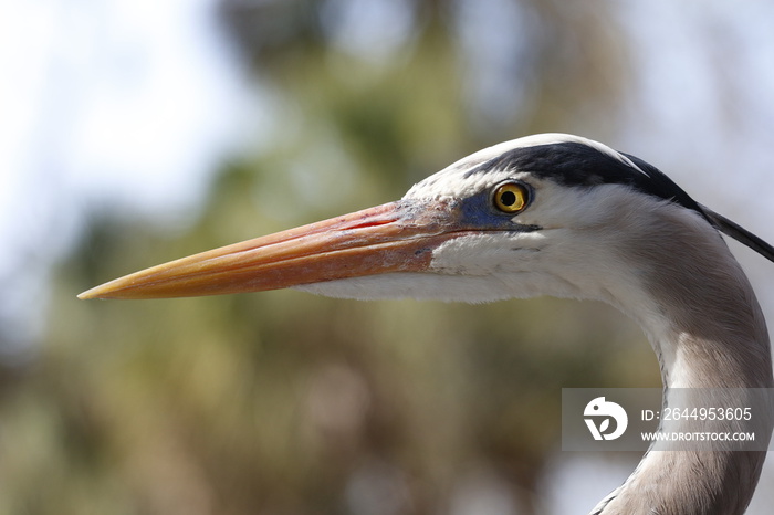 Great Blue Heron portrait