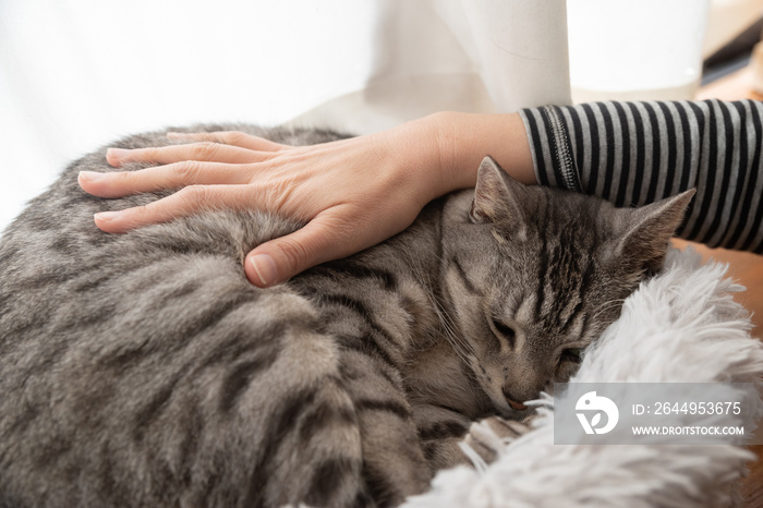 猫を撫でる　サバトラ猫