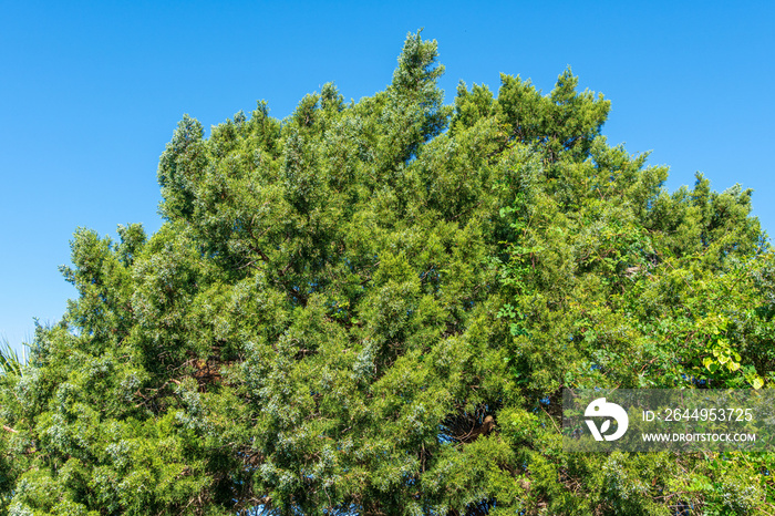 Eastern red cedar tree a.k.a. Virginian juniper (Juniperus virginiana), with white berries - Fort Island Gulf Beach, Crystal River, Florida, USA