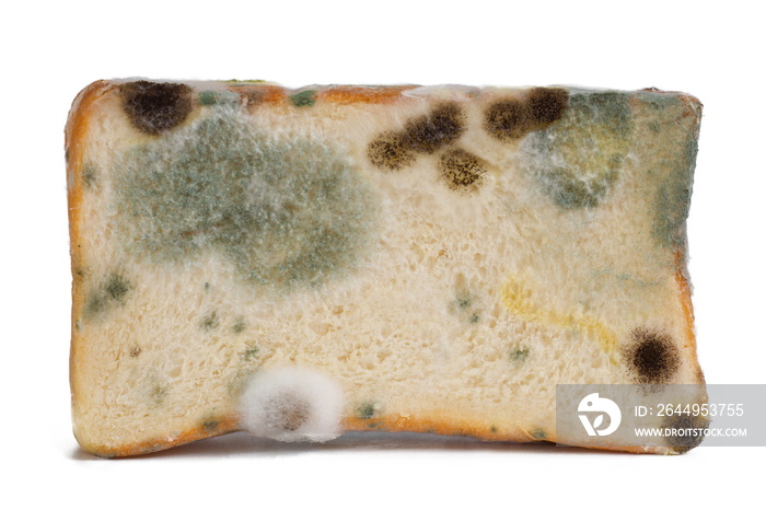 Mold on bread on white background,expired food concept.