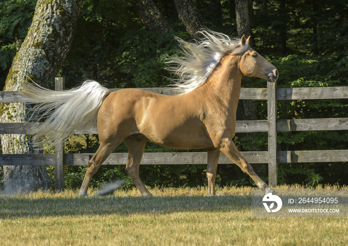 Palomino Tennessee Walking Horse gelding in action