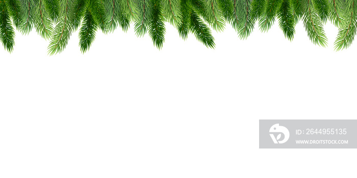 Fir leaves with transparent background