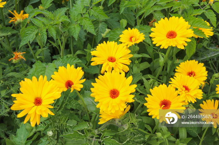 Soucis jaunes - Calendula officinalis