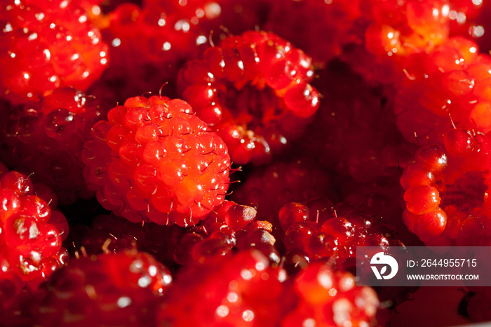 Salmonberry Foraging