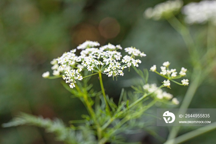 Bulbous chervil, Chaerophyllum bulbosum