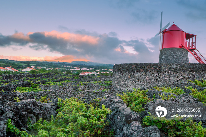 Vineyards inside lava walls at Criacao Velha. A UNESCO World Heritage Site. Pico, Azores islands, Portugal