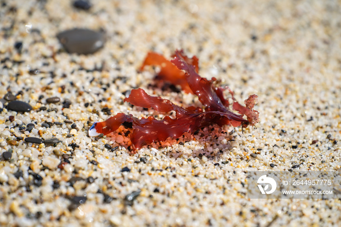 Red algae on the sandy shore at low tide.