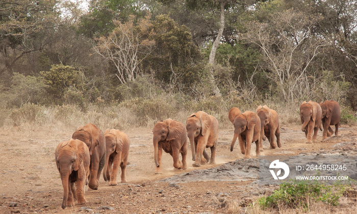 Rescued elephant orphans