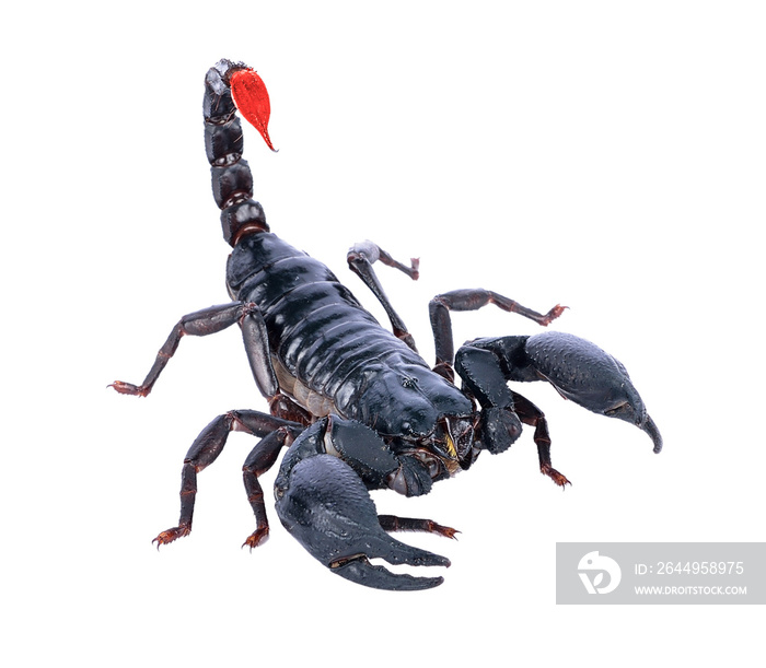 scorpion on transparent png