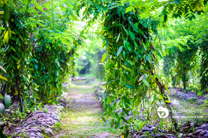 True Vanilla plant - Vanilla planifolia in Seychelles