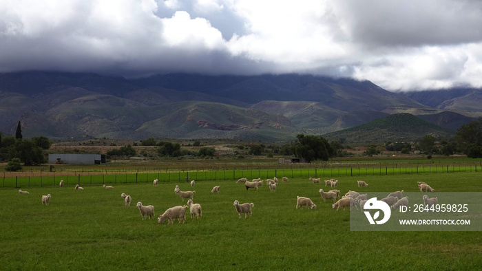 Angora goats feeding in a field near Oudtshoorn, Western Cape.