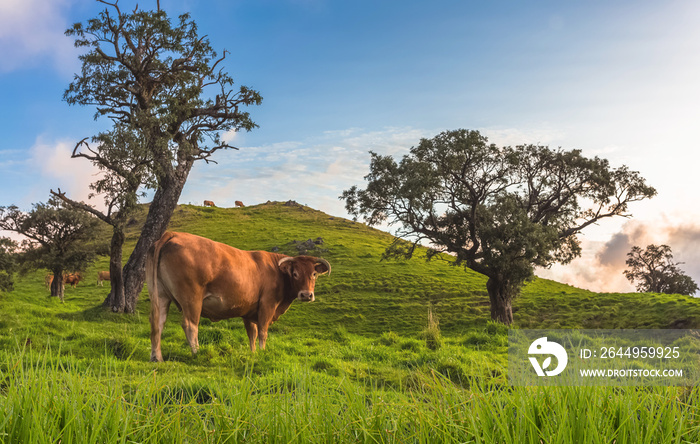 Vaches  au pâturage, plaine des Cafres, Île de la Réunion