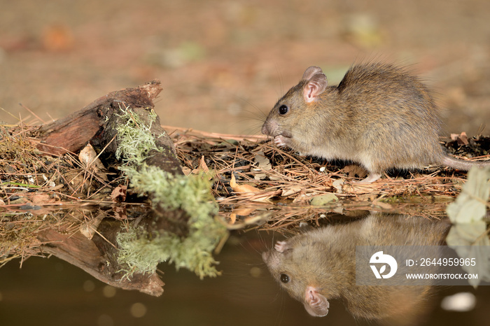 rata de campo comiendo en el bosque  (Rattus rattus) Ojén Málaga España