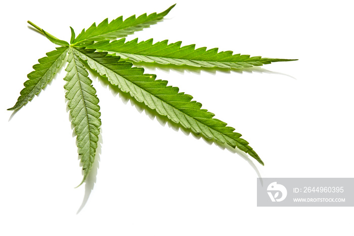 Cannabis fan leaf on white background