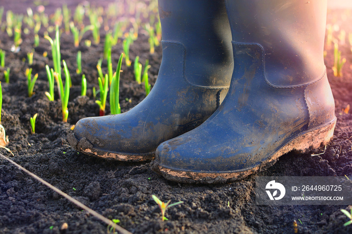 Farmer rubber boots in a garden of a agriculture farm. Background with a sprouts of a plants at early morning.