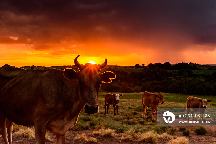 Vaca ao pôr do sol, raio luminoso passando por seus chifres, vaca no entardecer.