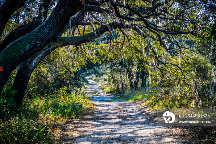 A forest trail with the sun shining through the foliage of the park in Orlando, Florida