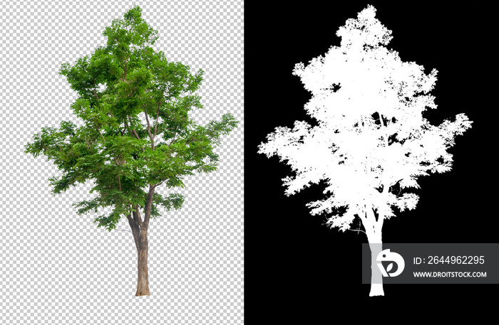 single tree on transparent picture background with clipping path, single tree with clipping path and alpha channel on black background