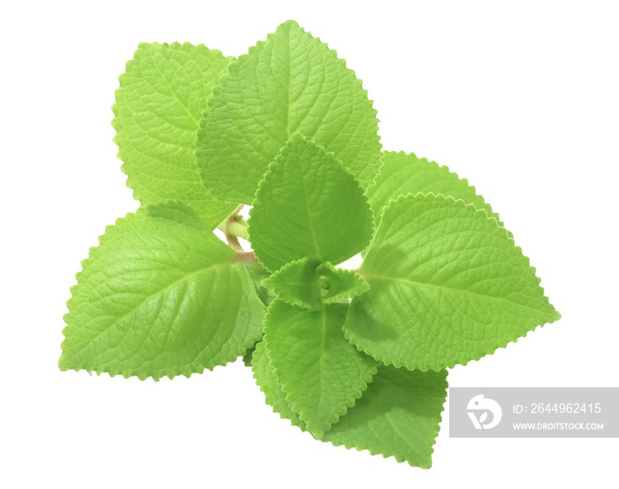 Bunch of Fresh Cuban Oregano on White Background