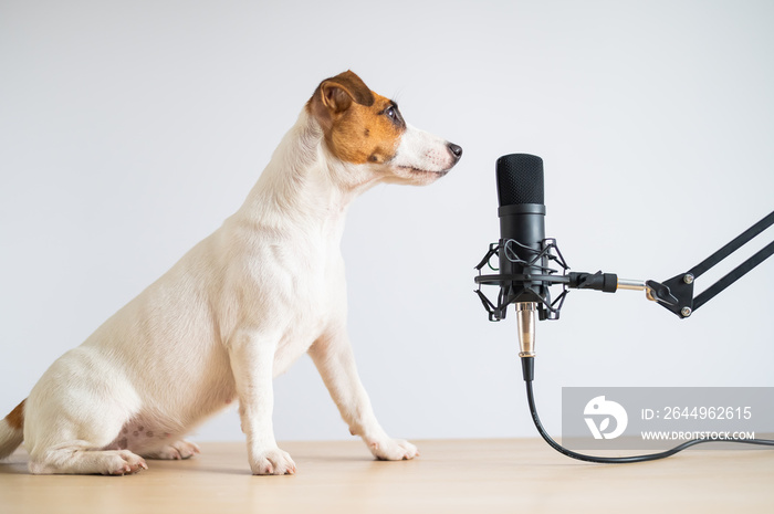 Jack russell terrier dog and professional microphone on a white background