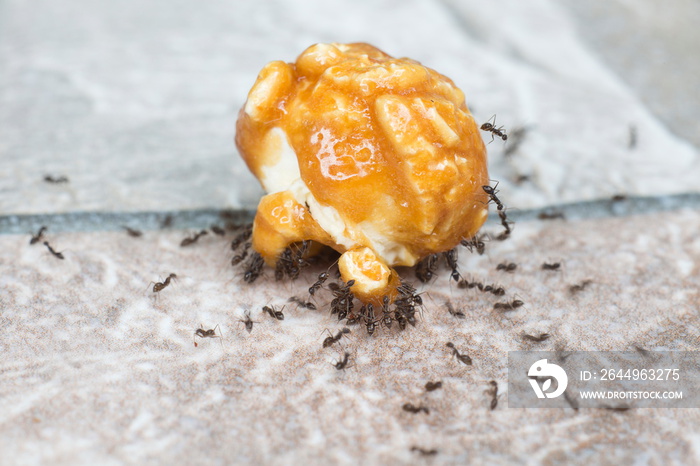 Teamwork concept,Ants eating sugar from popcorn caramel.