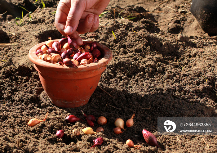 hand picking onion bulb from bowl for planting on garden ground