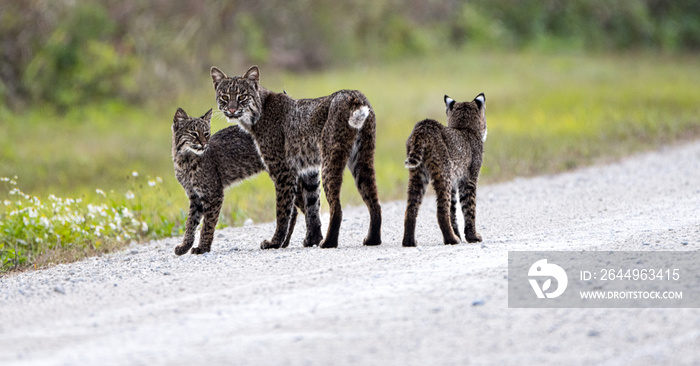 bobcats on a road