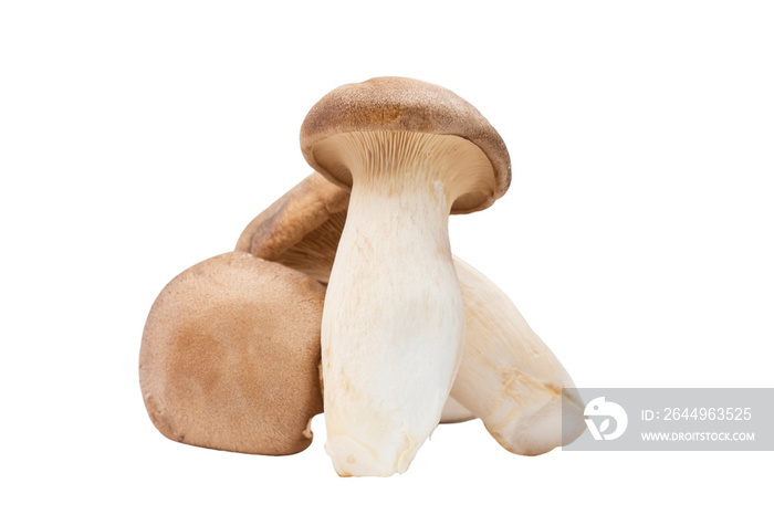 King Oyster Mushroom isolated on white background.